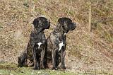 CANE CORSO 831